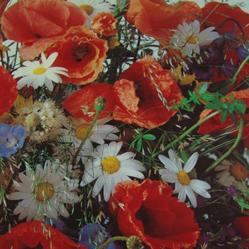 Lack-Geschenkpapier, extrafest; 70 x 100 cm; Wildblumen (Mohnblume); gelb-grün-orange-weiß-flieder; Lackpapier,extrastark-hochglänzend,glatt 